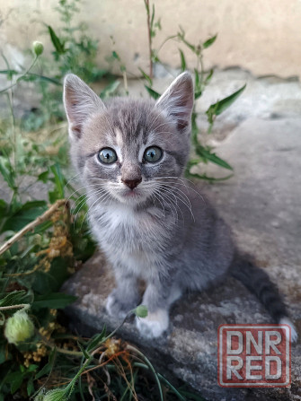 Котята в добрые руки Донецк - изображение 3