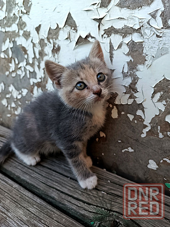 Котята в добрые руки Донецк - изображение 2