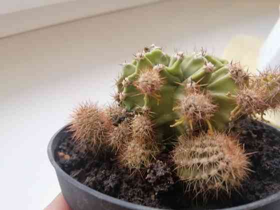 Продам кактус Донецк