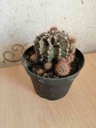 Продам кактус Донецк