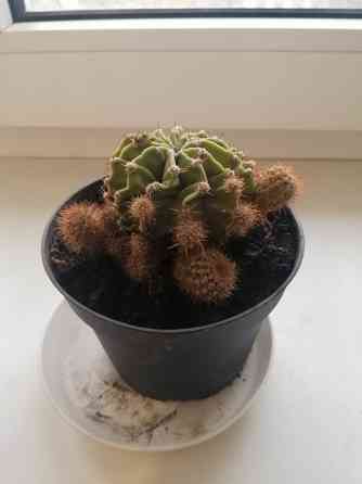 Продам кактус Донецк