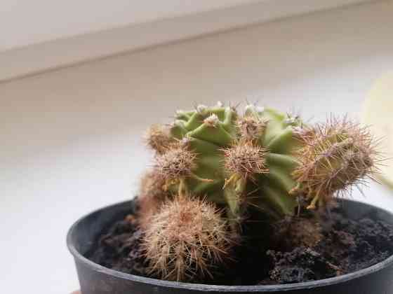 Продам кактус Донецк