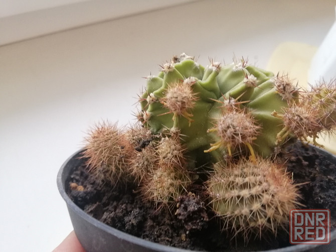 Продам кактус Донецк - изображение 4
