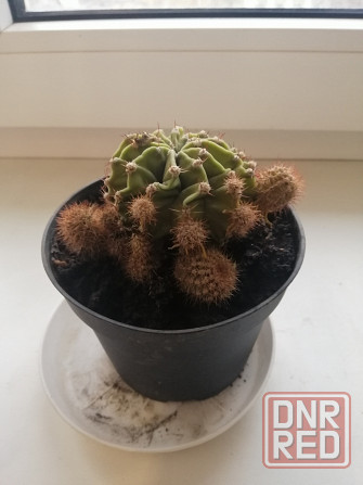 Продам кактус Донецк - изображение 1