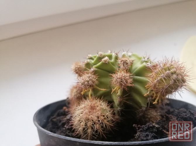 Продам кактус Донецк - изображение 3