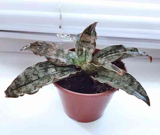 Сансевиерия Sans. Star Canyon Granitе Макеевка