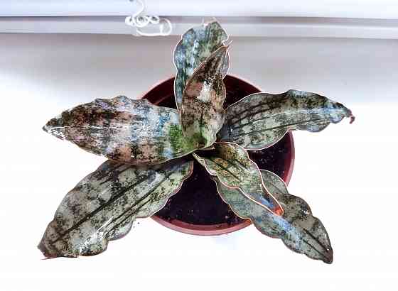 Сансевиерия Sans. Star Canyon Granitе Макеевка