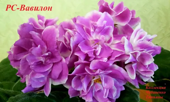 Сортовые фиалки\сенполии Донецк