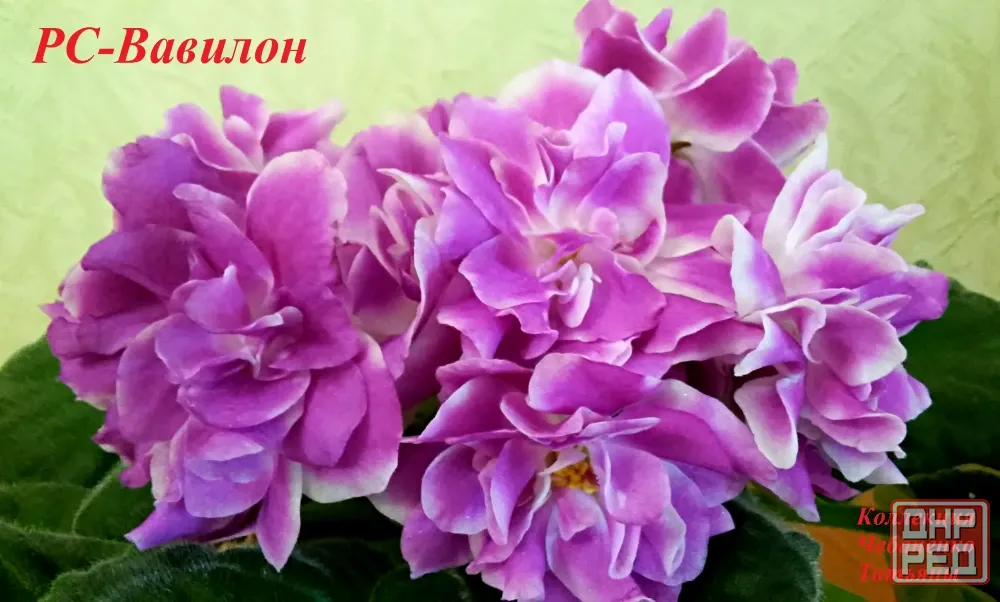 Сортовые фиалки\сенполии Донецк - изображение 5