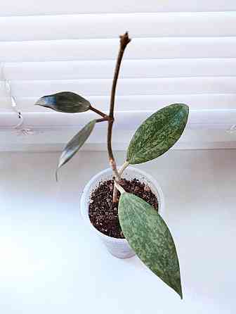 Хойя Hoya Wibergiae IML 1618 Макеевка