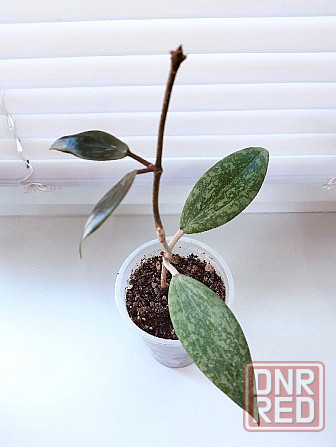 Хойя Hoya Wibergiae IML 1618 Макеевка - изображение 2