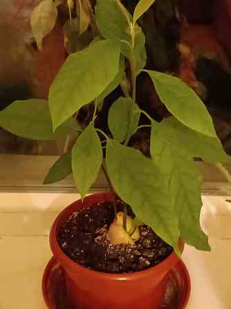 продам комнатные цветы Донецк