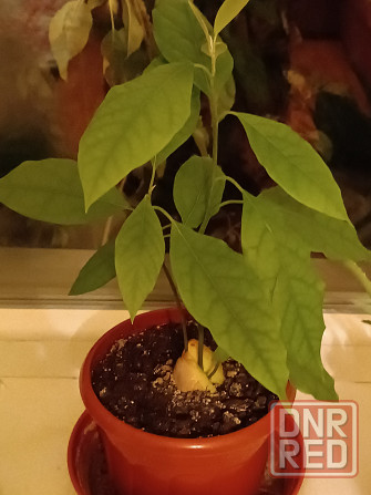 продам комнатные цветы Донецк - изображение 1