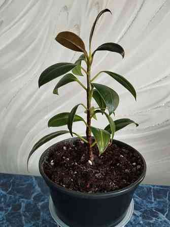 Фикус Мелани Донецк