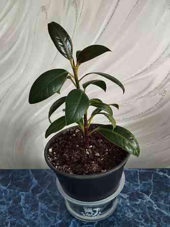 Фикус Мелани Донецк