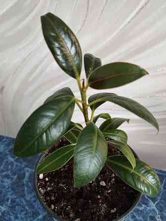 Фикус Мелани Донецк