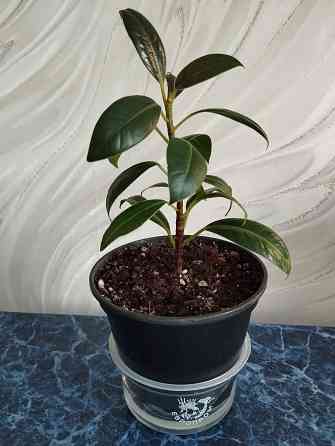 Фикус Мелани Донецк