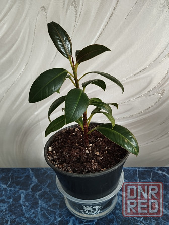 Фикус Мелани Донецк - изображение 4