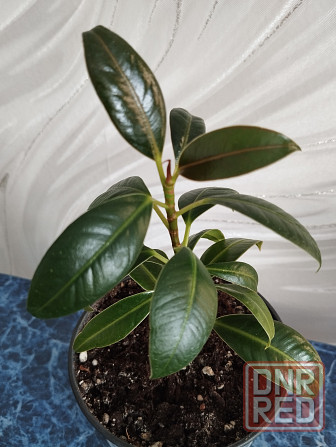 Фикус Мелани Донецк - изображение 2