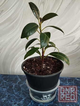 Фикус Мелани Донецк - изображение 1