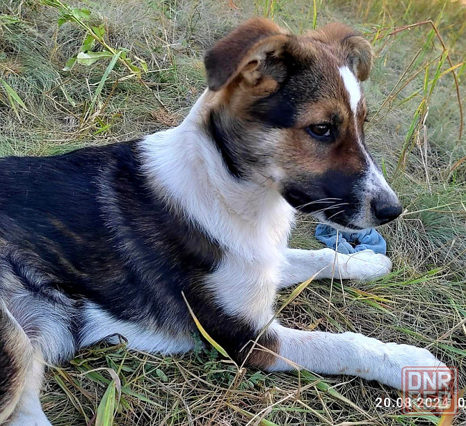 Кастрированный песик бесплатно в добрые руки Макеевка - изображение 3