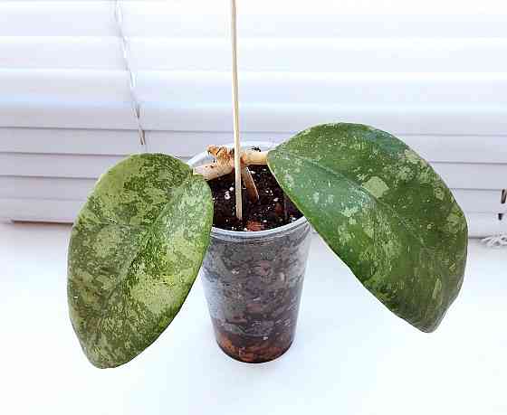 Хойя Hoya sp.Koh Chung Island Макеевка