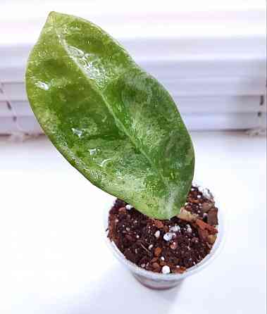 Хойя Hoya sp.Koh Chung Island Макеевка