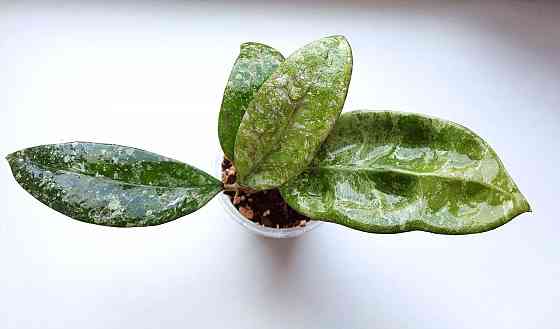 Хойя Hoya sp.Koh Chung Island Макеевка