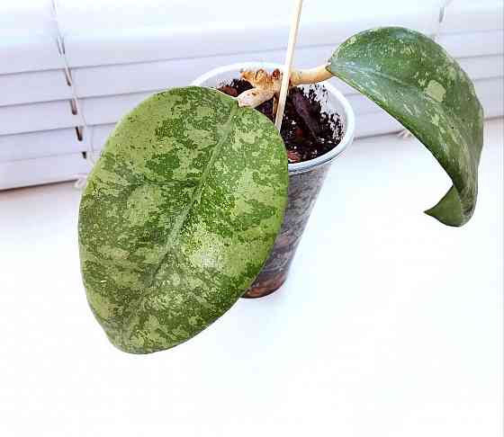 Хойя Hoya sp.Koh Chung Island Макеевка