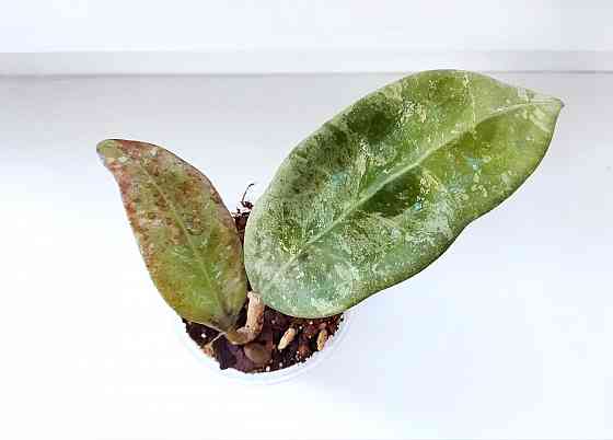Хойя Hoya sp.Koh Chung Island Макеевка