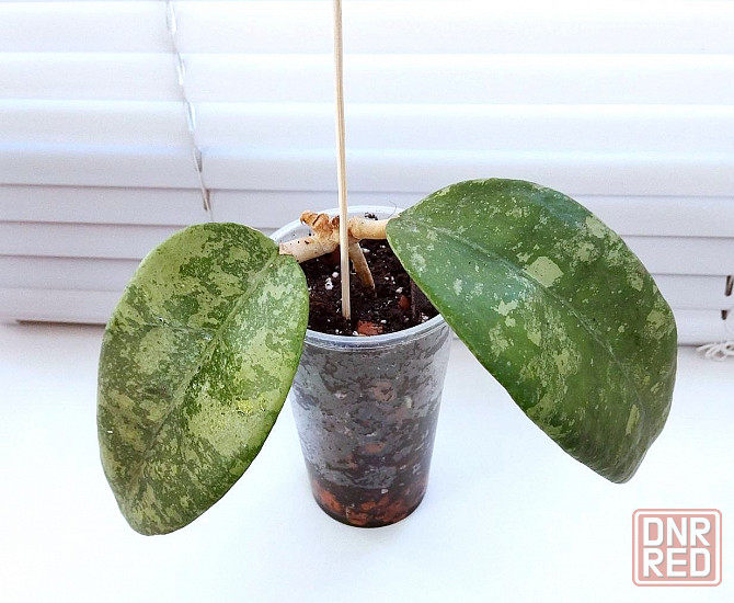 Хойя Hoya sp.Koh Chung Island Макеевка - изображение 2