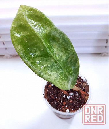 Хойя Hoya sp.Koh Chung Island Макеевка - изображение 3