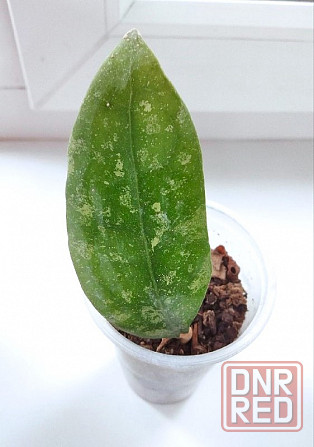Хойя Hoya sp.Koh Chung Island Макеевка - изображение 3