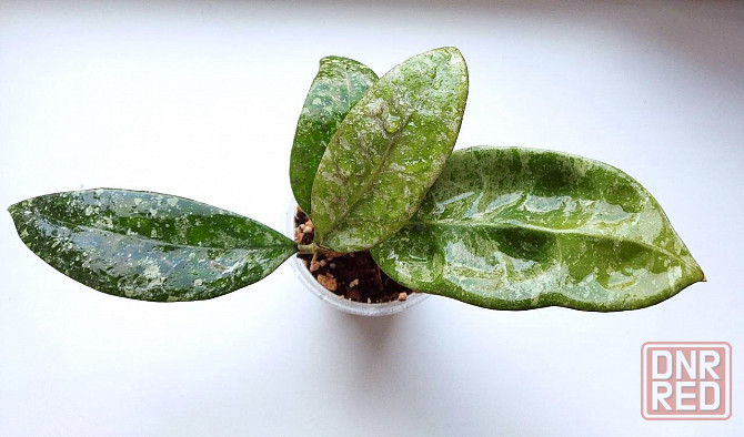 Хойя Hoya sp.Koh Chung Island Макеевка - изображение 2