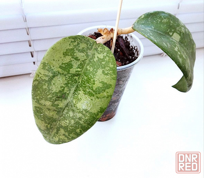 Хойя Hoya sp.Koh Chung Island Макеевка - изображение 3