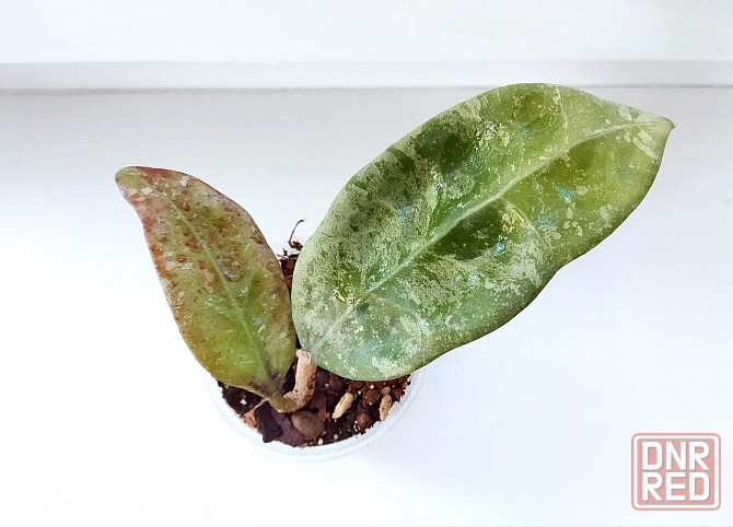 Хойя Hoya sp.Koh Chung Island Макеевка - изображение 4