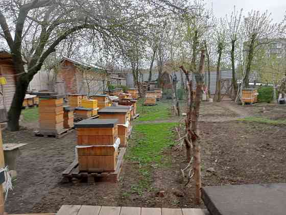 Продам майский мед и акациевый Донецк