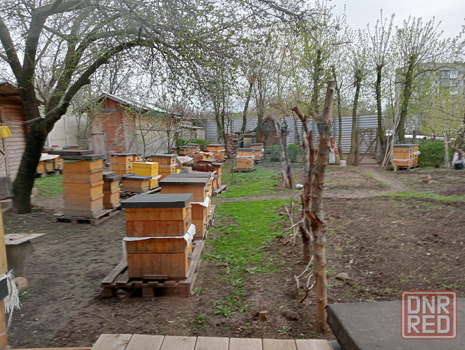 Продам майский мед и акациевый Донецк - изображение 2