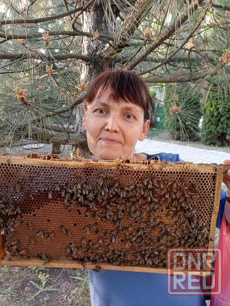 Продам майский мед и акациевый Донецк - изображение 1