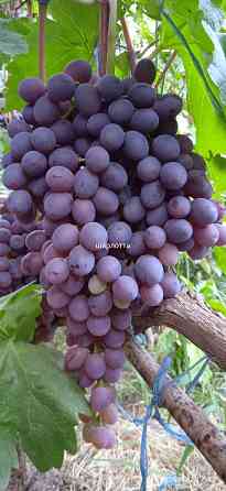 Саженцы винограда Аватар, Первенец, Ризамат и др. Донецк