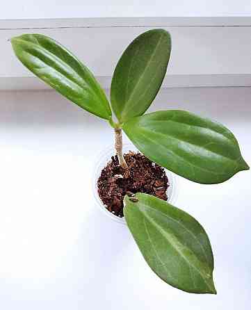 Хойя Hoya pachyclada Apodagis Макеевка