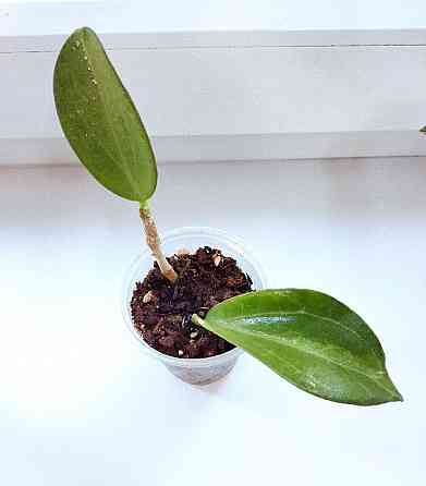 Хойя Hoya pachyclada Apodagis Макеевка