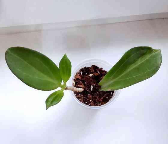 Хойя Hoya pachyclada Apodagis Макеевка