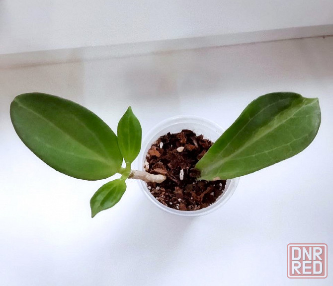 Хойя Hoya pachyclada Apodagis Макеевка - изображение 2