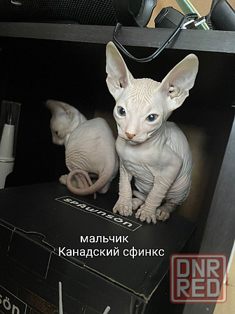 Питомник предлогает Эльф, Двэльф, Бамбино, Канадские Донецк - изображение 3