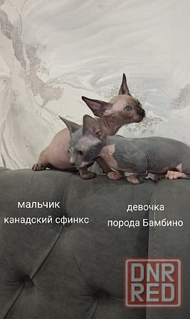 Питомник предлогает Эльф, Двэльф, Бамбино, Канадские Донецк - изображение 7