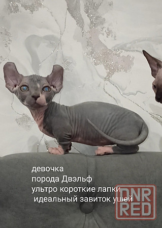 Питомник предлогает Эльф, Двэльф, Бамбино, Канадские Донецк - изображение 2