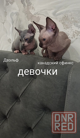 Питомник предлогает Эльф, Двэльф, Бамбино, Канадские Донецк - изображение 5