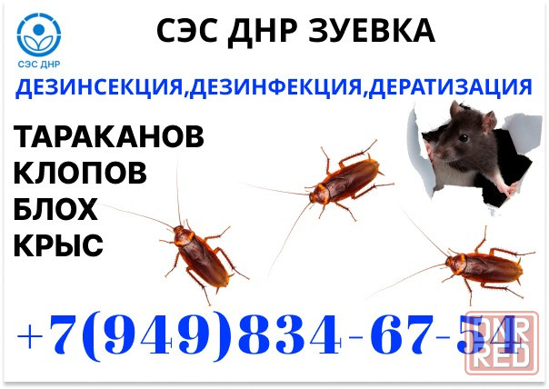 Уничтожение Тараканов, Крыс, Клопов в Зуевке. Конфиденциально. Работаем по Договору. Зуевка - изображение 1