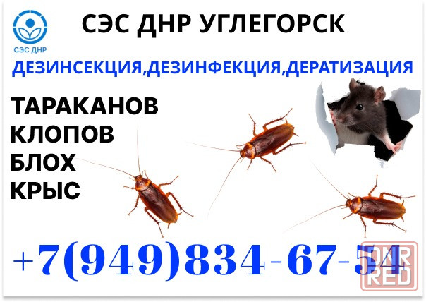 Уничтожение Тараканов, Крыс, Клопов в Углегорске. Конфиденциально. Работаем по Договору. Углегорск - изображение 1